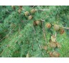 Лиственница европейская (Larix europaea) С2